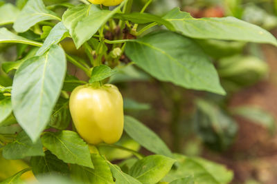 Perfect yellow fresh ripe organic bell pepper ready to harvesting on branch in garden