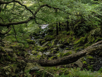 Scenic view of forest