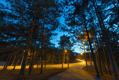 Road amidst trees in forest