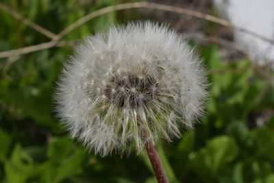 Close-up of dandelion flower