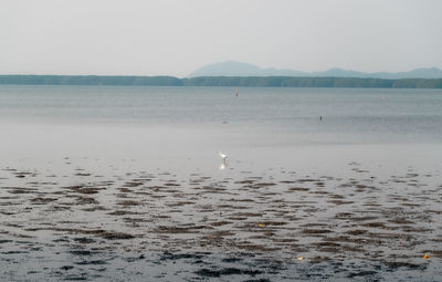 Birds flying over sea against sky