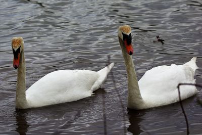 Swans swimming in lake