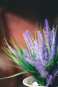 Close-up of purple flowering plant