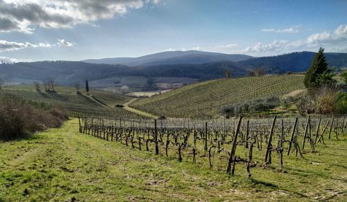 Scenic view of vineyard against sky in tuscany