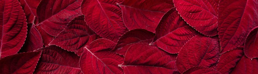 Full frame shot of red leaf