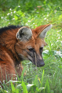 Close-up of fox amidst plants on field