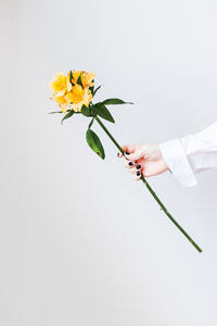 Close-up of hand holding plant against white background