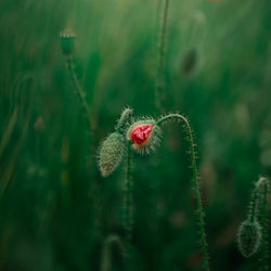 Close up of a wild red poppy flower on a meadow