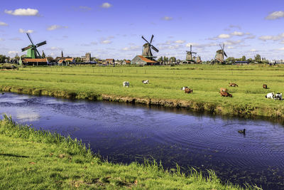 Flock of sheep on grassy field by lake against sky