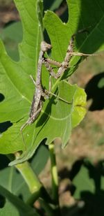 Close-up of insect on leaf