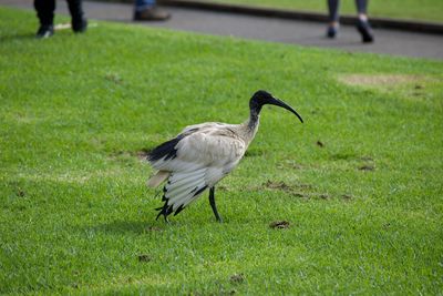 Side view of bird on grass