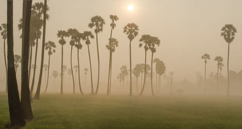 Trees on field against sky