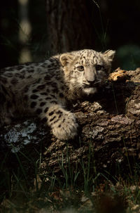 Portrait of a reptile in a forest