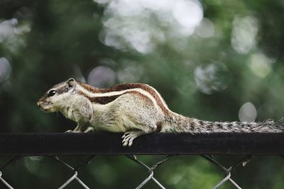 Close-up of squirrel