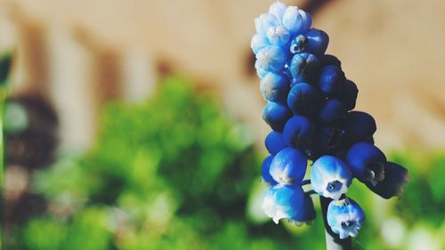 Close-up of blue plant