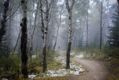 Trees in forest during winter