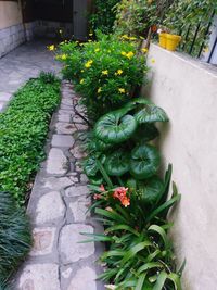 High angle view of potted plants in garden