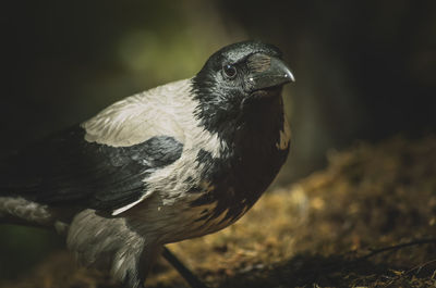 Close-up of a bird looking away