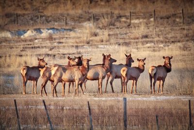 Horses on field