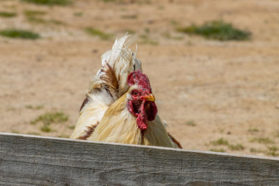 Close-up of a horse on field