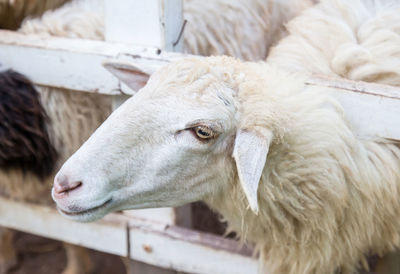 Close-up of a goat