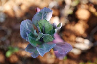 Close-up of flower blooming outdoors