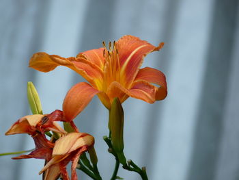 Close-up of orange day lily blooming outdoors