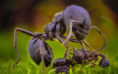 Close-up of insect on flower