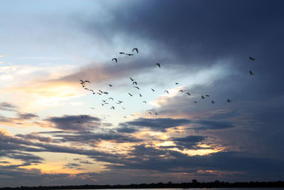 Low angle view of birds flying in sky