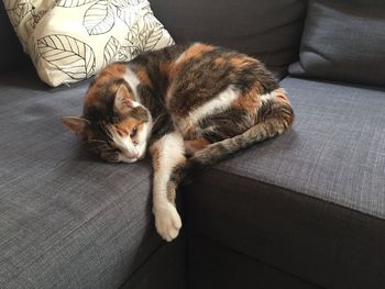 Cat sleeping on sofa