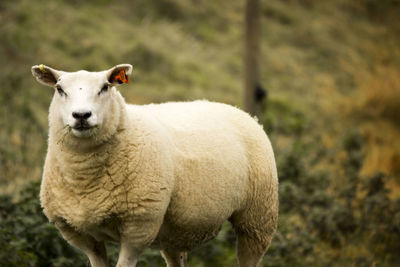 Portrait of sheep standing on field