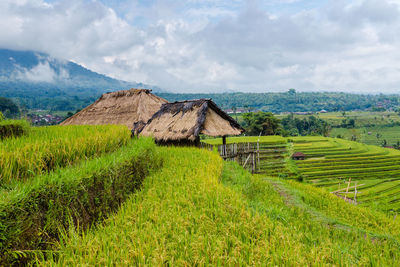 Scenic view of agricultural field against sky