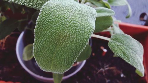 Close-up of fresh green plant