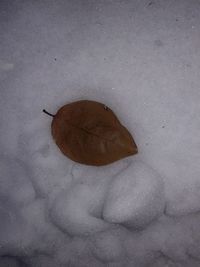 High angle view of dry leaf on snow