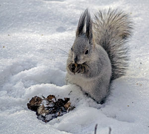 Gray squirrel in a winter forest has found its supplies in the snow and is eating them