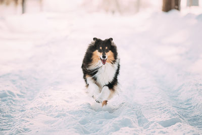 High angle view of a dog in snow