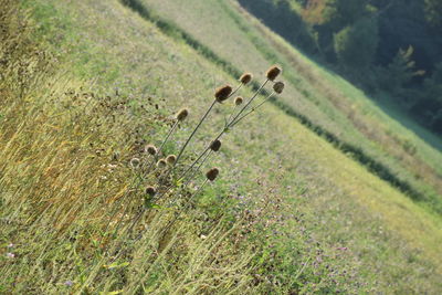 High angle view of plants growing on land