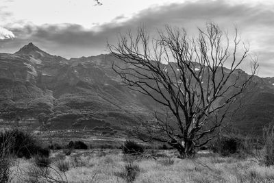 Bare tree on landscape against sky