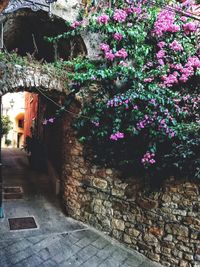 Potted plant on footpath by street against wall