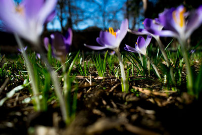 Close-up of purple crocus flowers on field