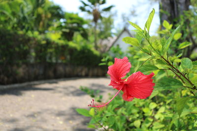 Close-up of red hibiscus on plant