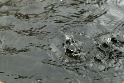 Close-up of turtle swimming in water