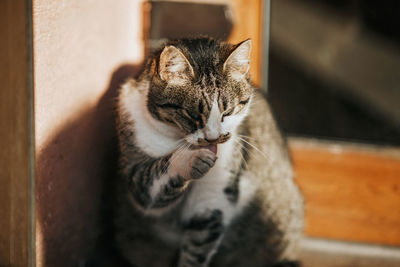 Close-up of a cat