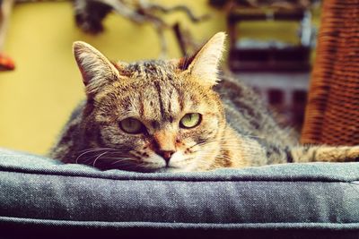 Close-up portrait of cat