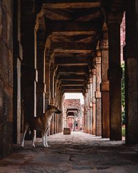 View of a horse in a building