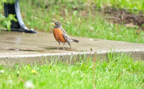 Bird perching on a field