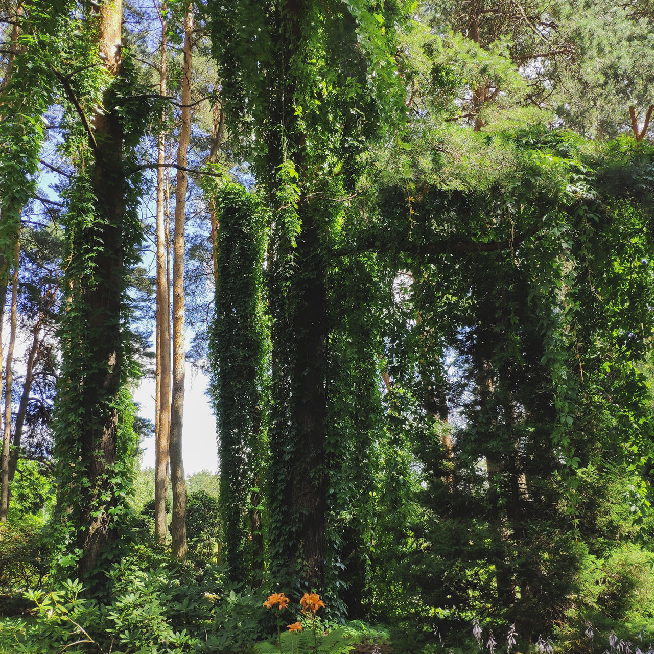 LOW ANGLE VIEW OF TREES AT FOREST