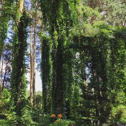 Low angle view of bamboo trees in forest