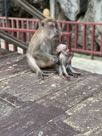 Mama monkey and baby