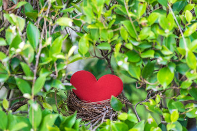 Close-up of heart shape on green plant